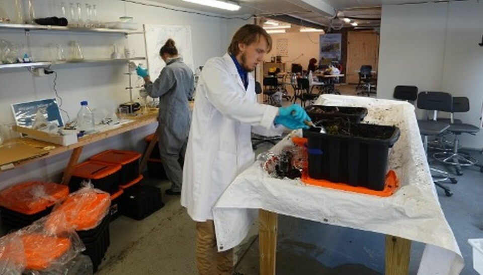 Jakob og Anne klargjør jordprøvene inne på Mausund feltstasjon for videre analyse av mikroplast.