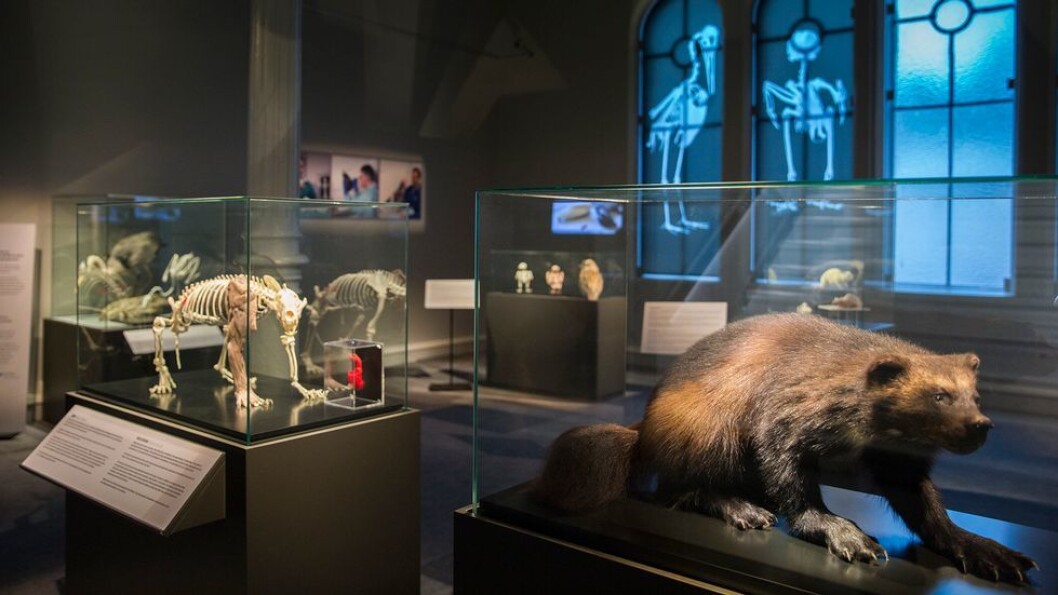 Vitenskapsmuseet har hatt godt med besøk på utstillingene sine i juni og juli - etter en svært koronastille vår. Bilde fra en av VMs utstillinger. Vitenskapsmuseet har hatt godt med besøk på utstillingene sine i juni og juli - etter en svært koronastille vår. Bilde fra en av VMs utstillinger.