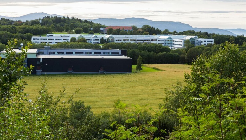 På Dragvoll er det nok av plass å ekspandere på for de som tar over eiendommen når NTNU samler seg på Gløshaugen.
