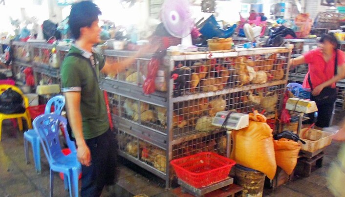 Levende dyr, tett i tett: Ender og gjess i bur på et av Kinas mange markeder, her fra Shenzhen. Levende dyr, tett i tett: Ender og gjess i bur på et av Kinas mange markeder, her fra Shenzhen.