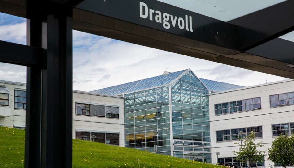 - Campuset på Dragvoll ligger på et grøntområde som egner seg godt til å sende studenter ut for å skrive eller vandre på stille stier for å samtale om det de skal skrive om.