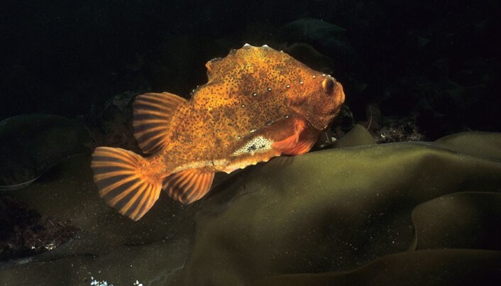 Rognkjeks på tareblad: Rognkjeksa brukes som rensefisk i bekjempelsen av lakselus i lakseoppdrett. Rognkjeks på tareblad: Rognkjeksa brukes som rensefisk i bekjempelsen av lakselus i lakseoppdrett.