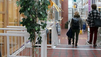 Men noen bidrar fortsatt til inneklimaet: En ekte bjørkefiken. Men noen bidrar fortsatt til inneklimaet: En ekte bjørkefiken.