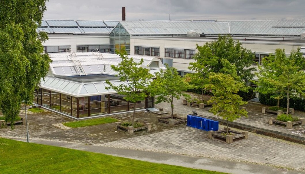 Ved NTNU, her ved campus Dragvoll, er det enkelte institutter som er på størrelse med et fakultet. Det gir behov for et ekstra ledernivå, men per i dag finnes det ikke gode nok rutiner for hvordan et slikt ledernivå skal organiseres. Ved NTNU, her ved campus Dragvoll, er det enkelte institutter som er på størrelse med et fakultet. Det gir behov for et ekstra ledernivå, men per i dag finnes det ikke gode nok rutiner for hvordan et slikt ledernivå skal organiseres.