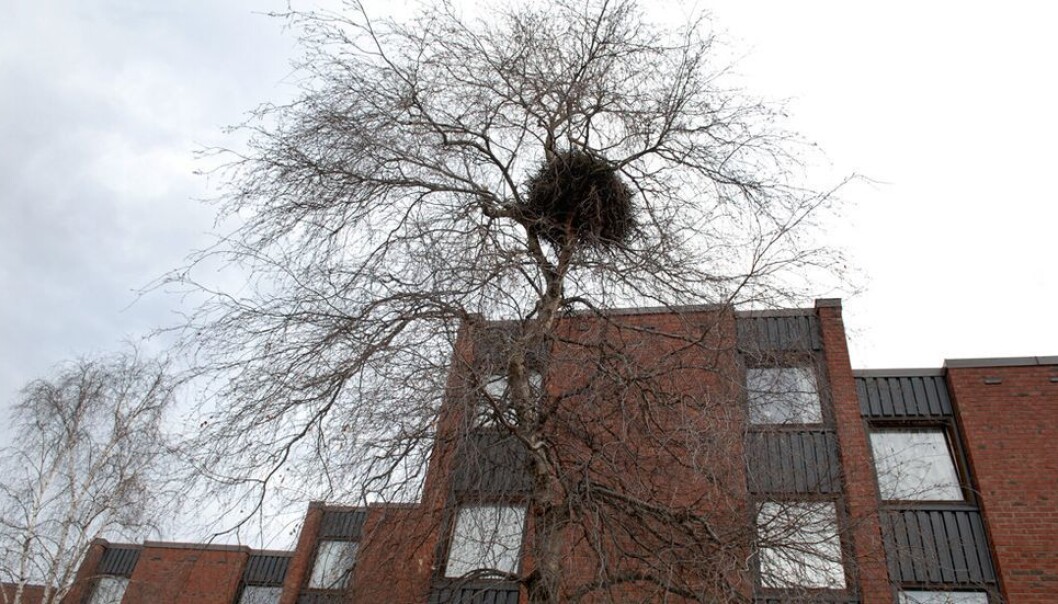 Moholt er en av studentbyene der flere utvekslingsstudenter vanligvis får boliger. Moholt er en av studentbyene der flere utvekslingsstudenter vanligvis får boliger.