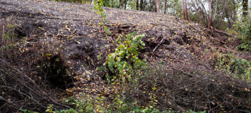 NTNU dumpet hageavfall ulovlig i Sprutenskogen