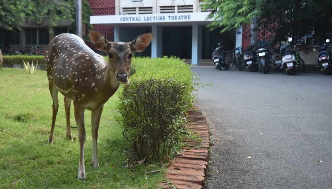 På Indian Institute of Technology Madras i varme Chennai vandrer det dyr rundt på campus. På Indian Institute of Technology Madras i varme Chennai vandrer det dyr rundt på campus.