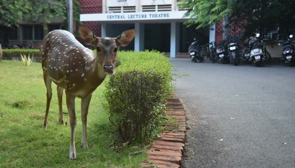 På Indian Institute of Technology Madras i varme Chennai vandrer det dyr rundt på campus.