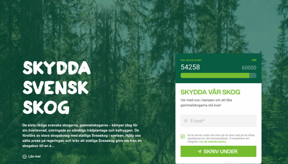 Mange trær det kan være verdt å lenke seg fast til: Svenske Greenpeace kjemper mot omfattende flathugat.
