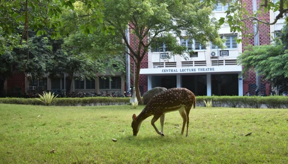 Hjort på campus i Chennai.