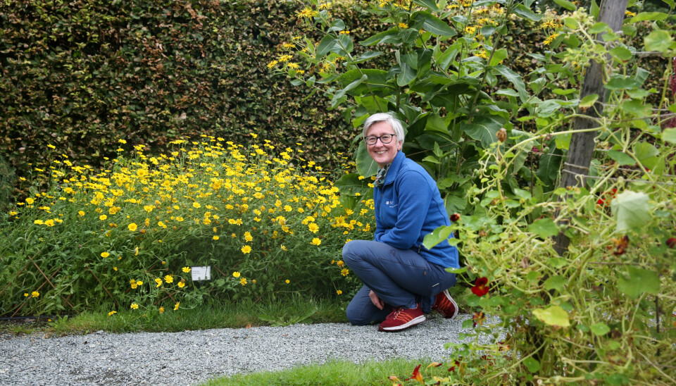 Vibekke Vange er daglig leder ved Ringve botaniske hage. Denne uken er hun med på å arrangere jubileumsseminar og hagefest.