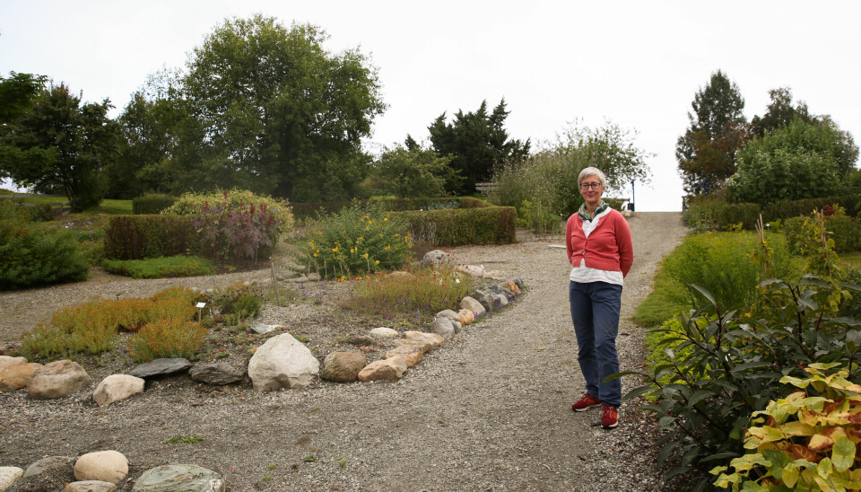 Stiene i dette området av hagen representerer greinene i utviklingen av blomsterplantene, forklarer Vibekke Vange.